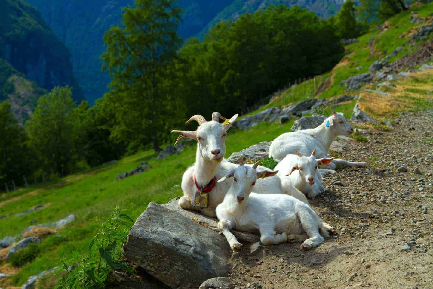 Geiranger Private The Traditional Herdal Goat Farm Norway Excursions